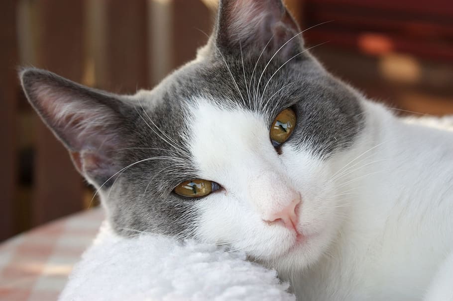 short-fur white and gray cat, feline, looking, cute, reclining HD wallpaper