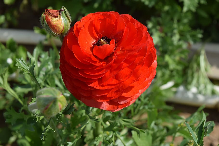 Ranunculus, Flower, Blossom, red, plant, outdoors, nature, growth HD wallpaper