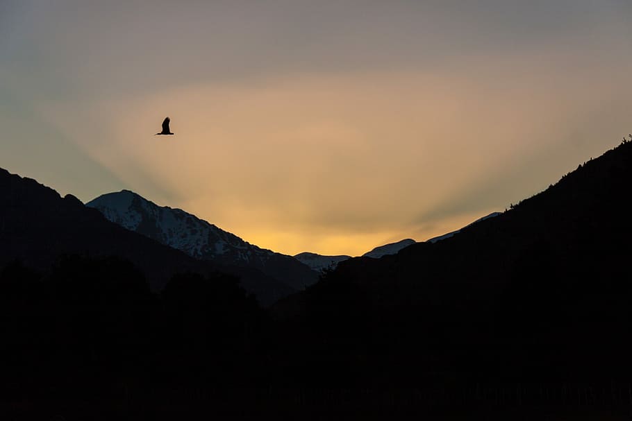 silhouette photography of mountain, bird flying over mountain during golden hour HD wallpaper
