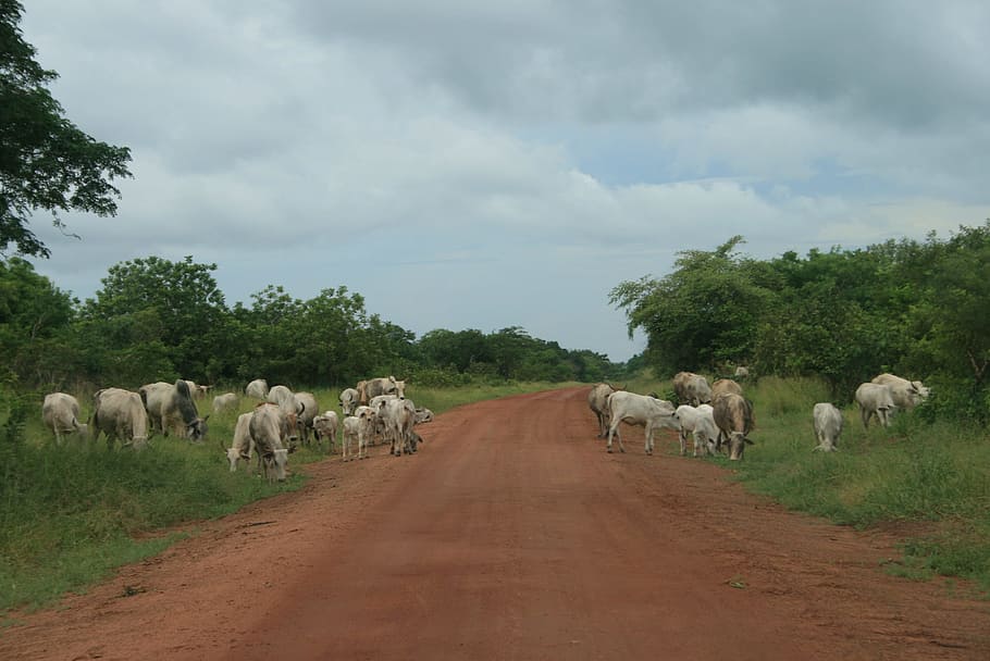 cows, cattle, animal, herd, mammal, animal themes, plant, cloud - sky HD wallpaper