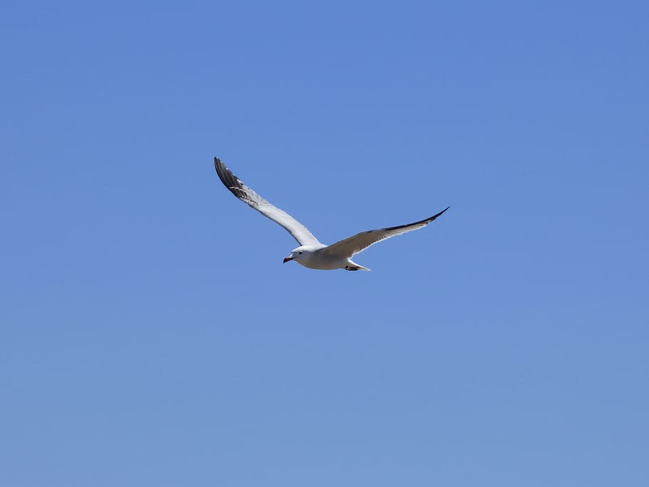 seagull, audouin's gull, gavina corsa, flight, ebro delta, natural park, HD wallpaper