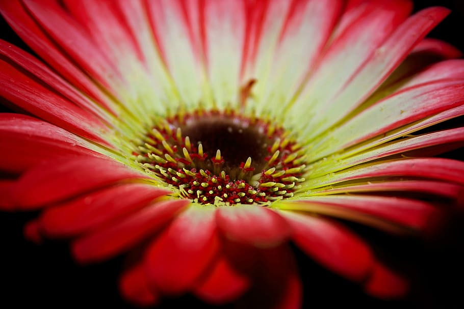 Gerbera, Blossom, Bloom, Macro, fragrance, romantic, spring HD wallpaper