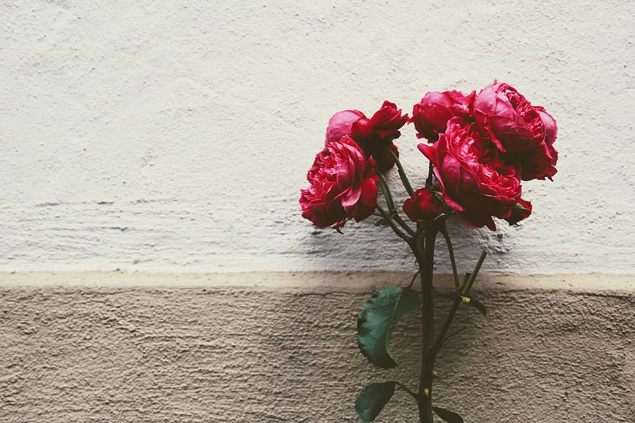 red flowers on white wall, rose, deco, plant, blossom, bloom HD wallpaper