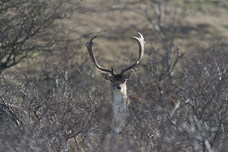tan buck in the middle of plant field, tan buck surrounded by plants during daytime HD wallpaper