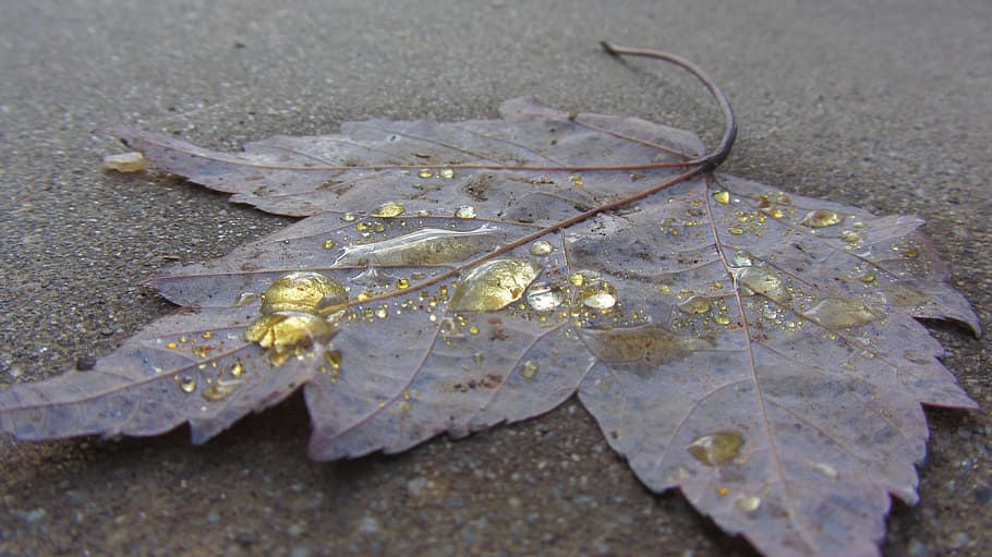 Macro, Water, Yellow, Fall, Season, liquid, droplet, transparent HD wallpaper