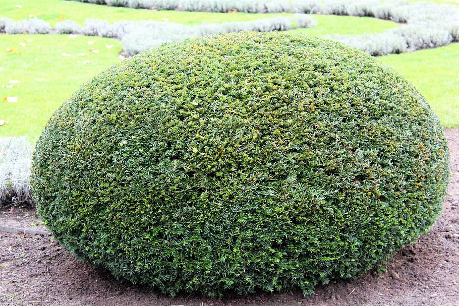 bush, oval, green, egg shaped, cheerful, nature, grass, green Color HD wallpaper