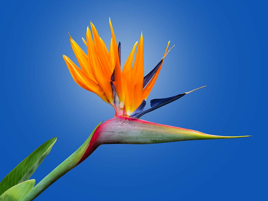 Blue and orange Birds of Paradise flowers closeup photography HD wallpaper   Wallpaper Flare