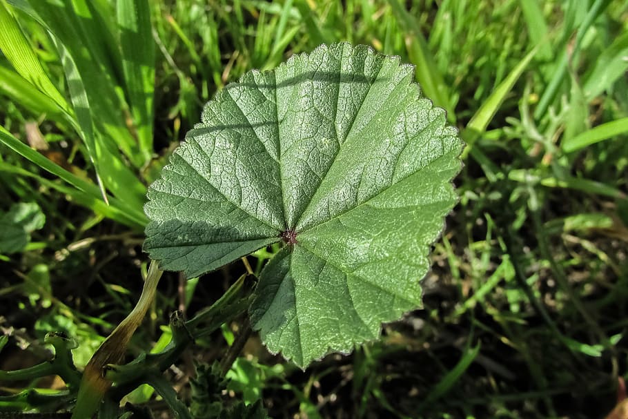 marsh mallow, leaf, nature, plant, althaea, herb, marshmallow HD wallpaper