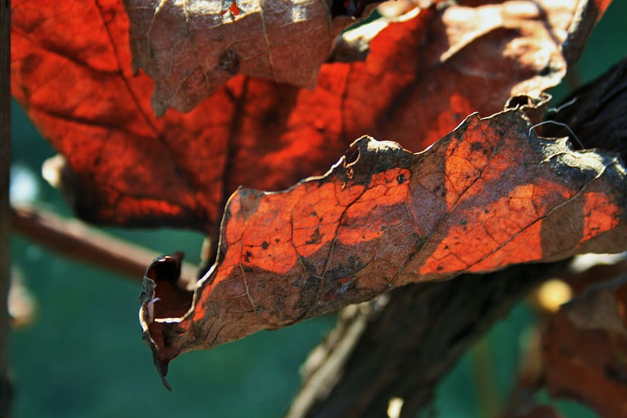 Russet, Leaf, Vine, Old, Dry, Brown, russet leaf, rust, decay HD wallpaper