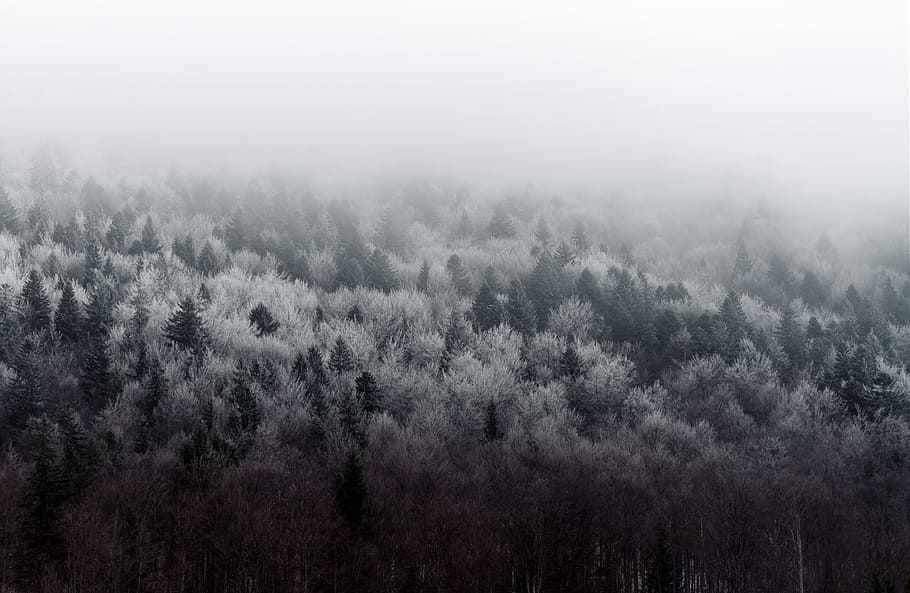nature, landscape, woods, forest, aerial, fog, tree, plant HD wallpaper