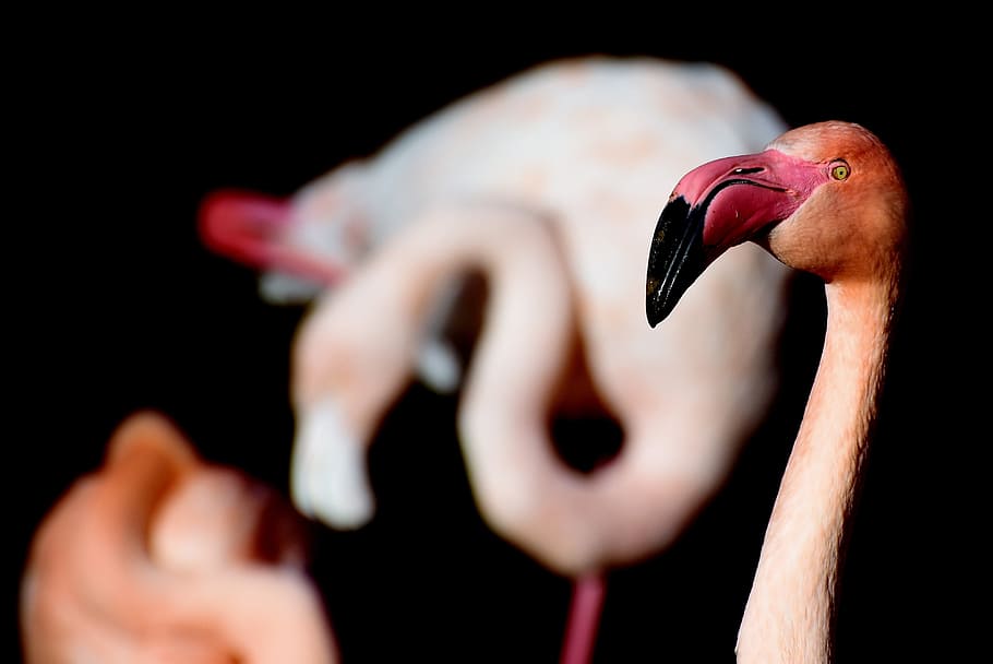 close up photo of flamingo wood carving, pink flamingo, bird, HD wallpaper