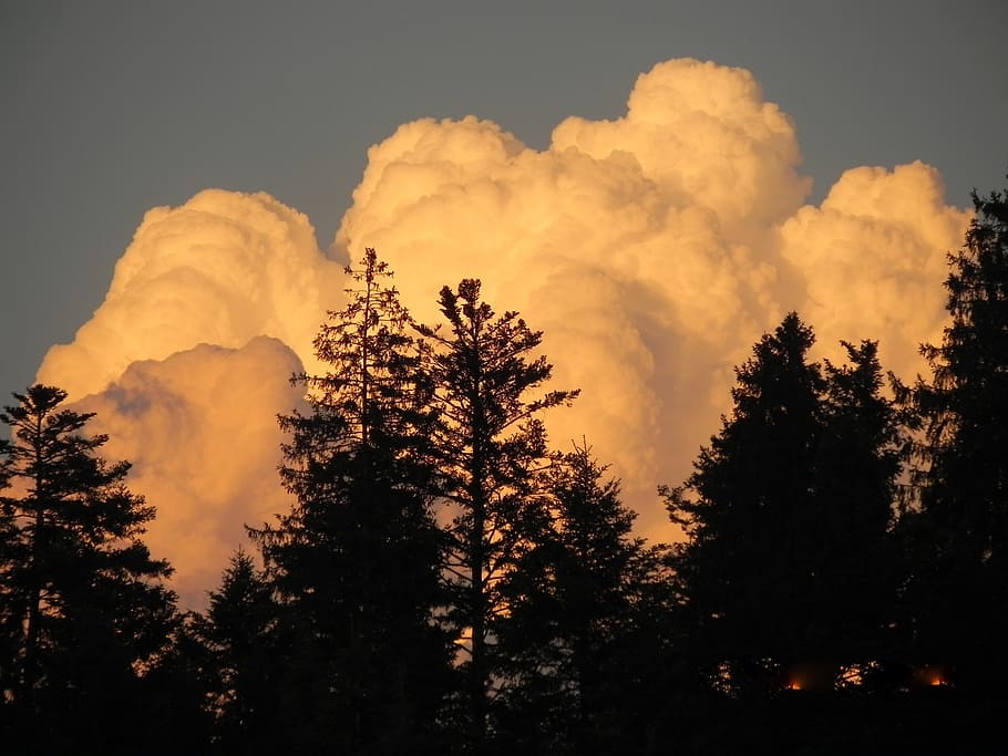 clouds, in the, evening, sunlight, tree, plant, sky, beauty in nature HD wallpaper