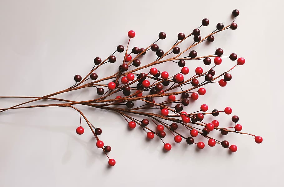 red and brown twigs, round red and black fruits, berries, stem HD wallpaper