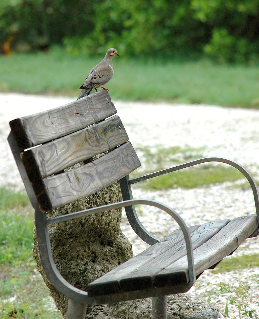 Dove, Bird, Bench, Seat, park, tranquility, gray, grass, outdoors HD wallpaper