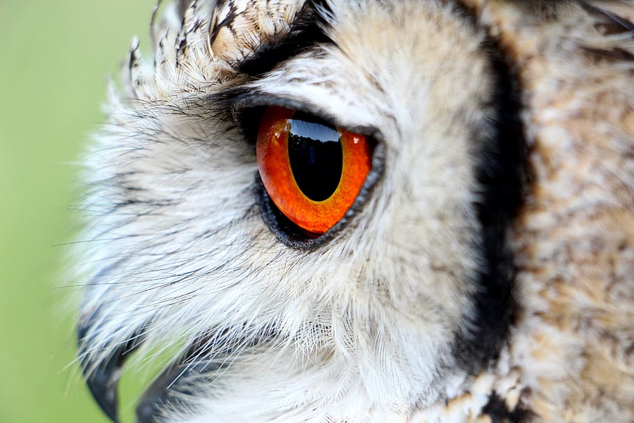 close up photography of brown and black owl, hornugle, eye HD wallpaper