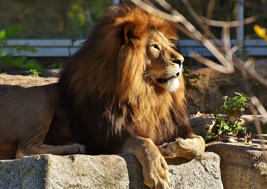 shallow focus photography of brown lion, predator, dangerous HD wallpaper