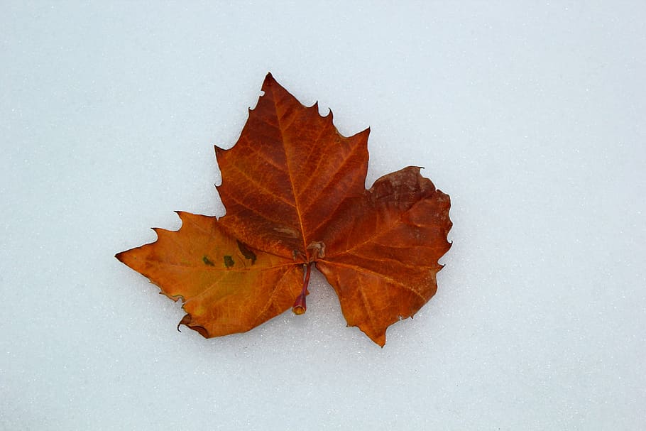 maple, leaf, autumn, dried leaf, winter, snow, winter mood HD wallpaper