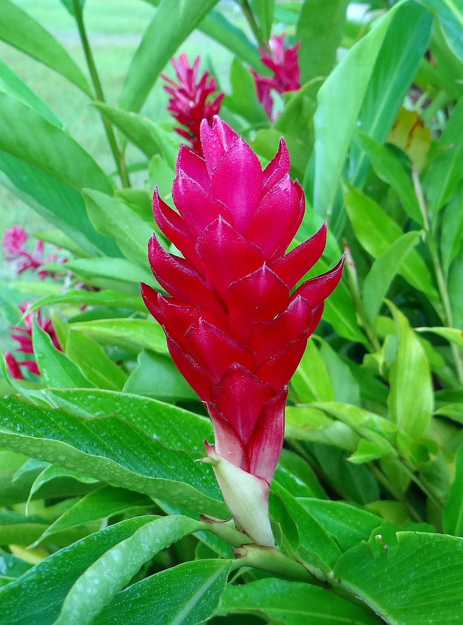 red ginger, flower, ostrich plume, pink cone ginger, alpinia purpurata