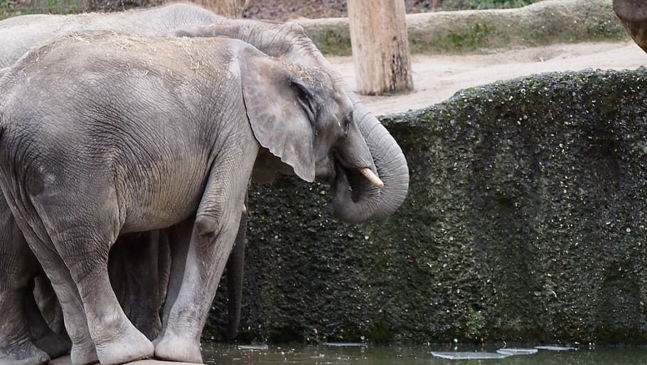 elephant, zoo, wuppertal, swim, ice, animal, animal themes, HD wallpaper