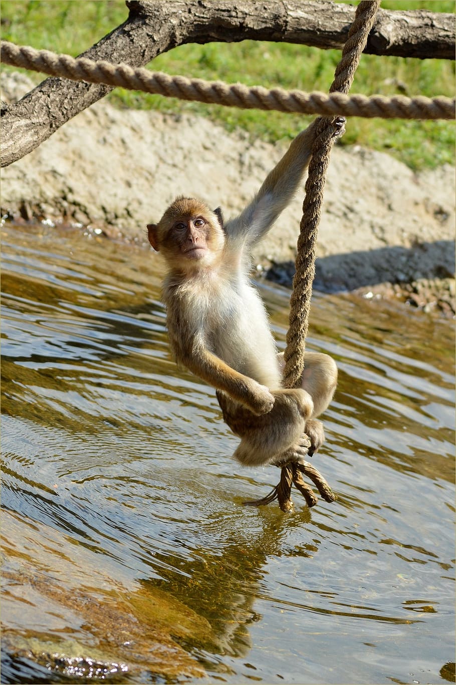 ape, monkey, berber, animal, wildlife, zoology, mammal, species HD wallpaper