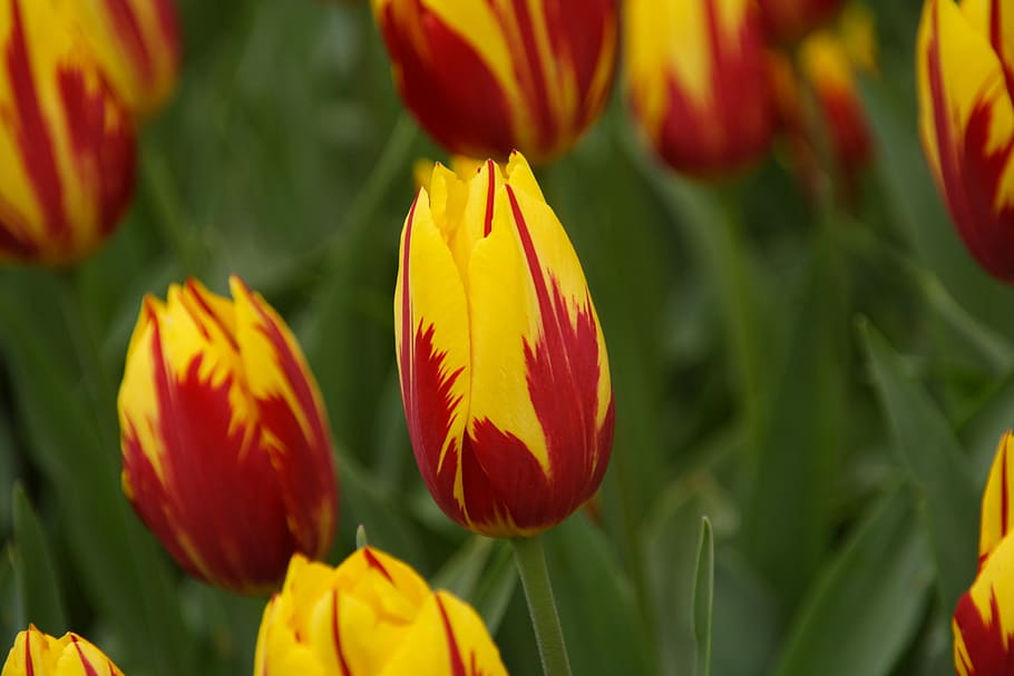 Tulip, Spring, Flower, tulip spring, growth, petal, plant, nature HD wallpaper