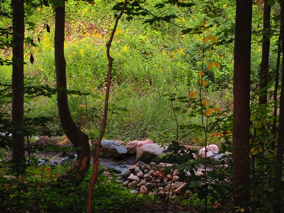 rocks, yellow light, forest, tall grass, trees, nature, no people HD wallpaper
