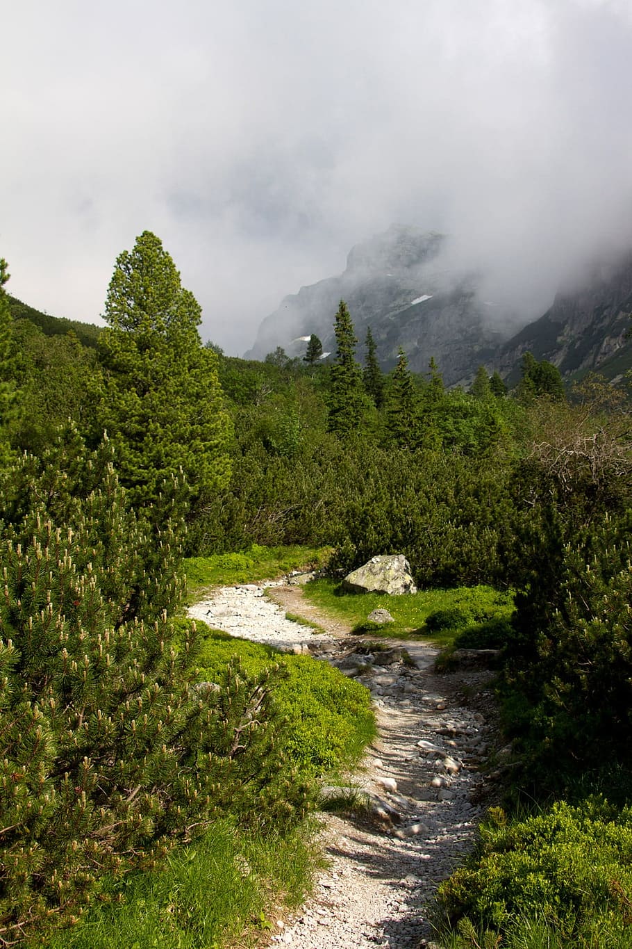 Hiking, Path, Mountain, Woods, Woodland, nature, fresh, air HD wallpaper