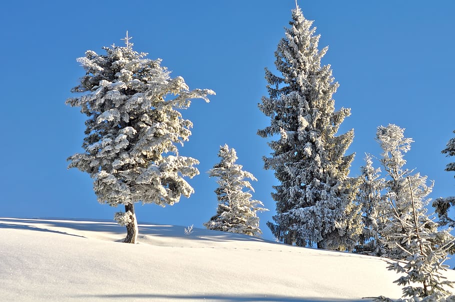 snow, winter, frost, cold, tree, plant, cold temperature, beauty in nature HD wallpaper