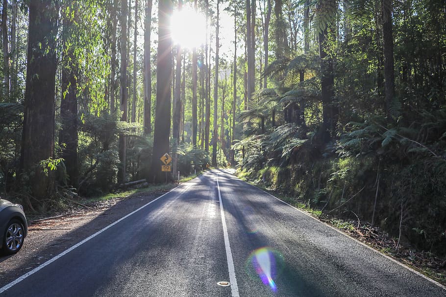 empty concrete road surrounded by trees at daytime, roadside HD wallpaper