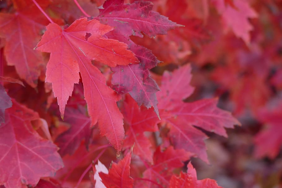 Red, Fall, Leaves, Maple, fall leaves, leaf, autumn, nature HD wallpaper
