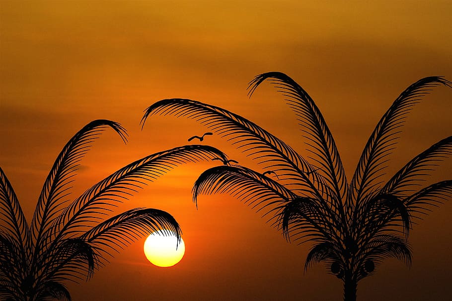 sun, evening sun, palm trees, sunset, orange, black, sky, beauty in nature HD wallpaper