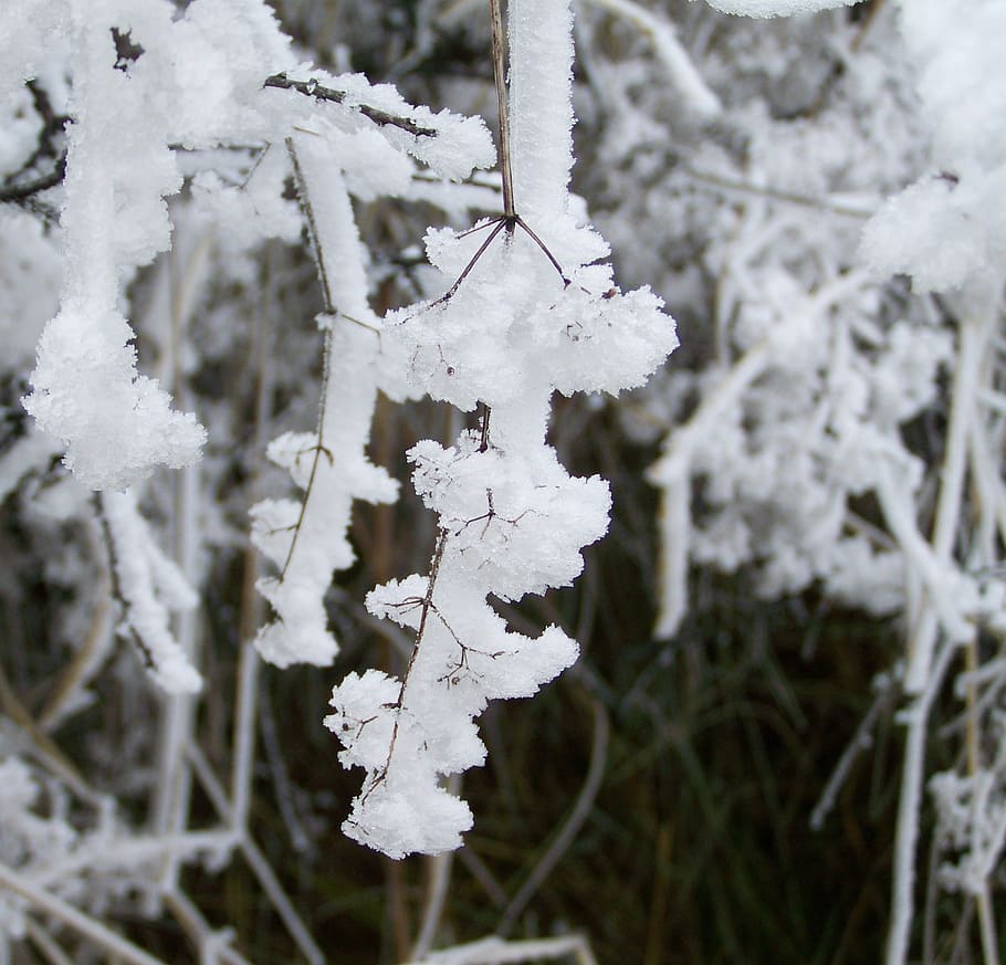 winter, dérlepte vegetation, rime, cold temperature, snow HD wallpaper