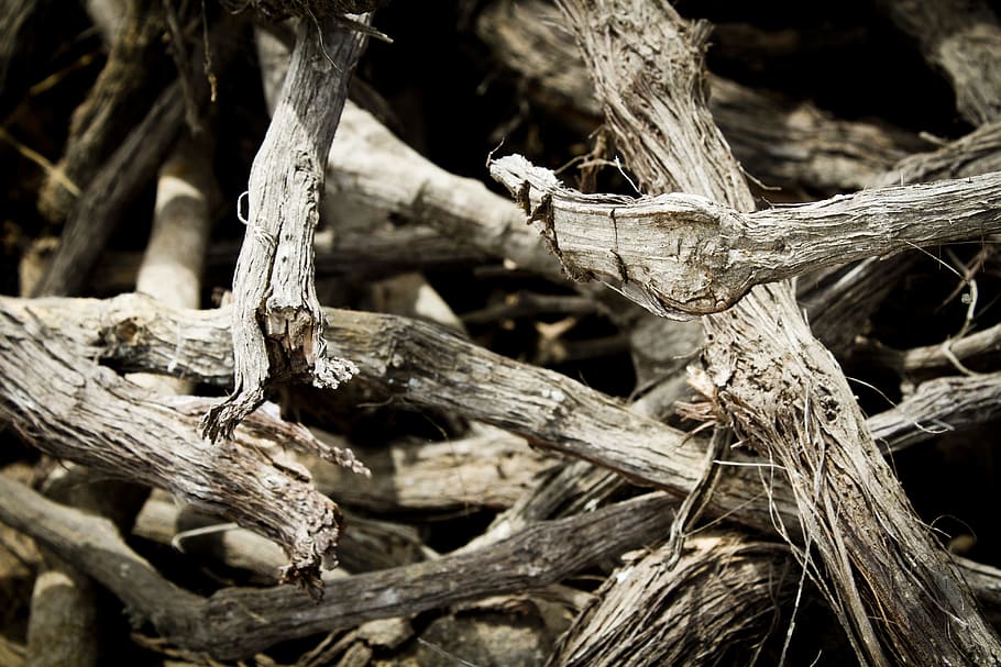 wood, trunks, lena, tree, nature, cut trunk, bark, tree trunk HD wallpaper