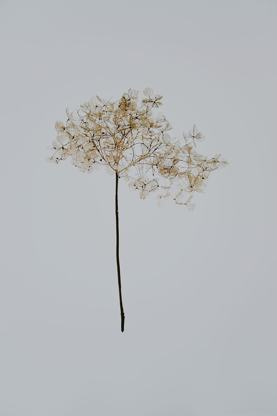 petaled flower on white surface, brown leafed tree painting, dandelion HD wallpaper