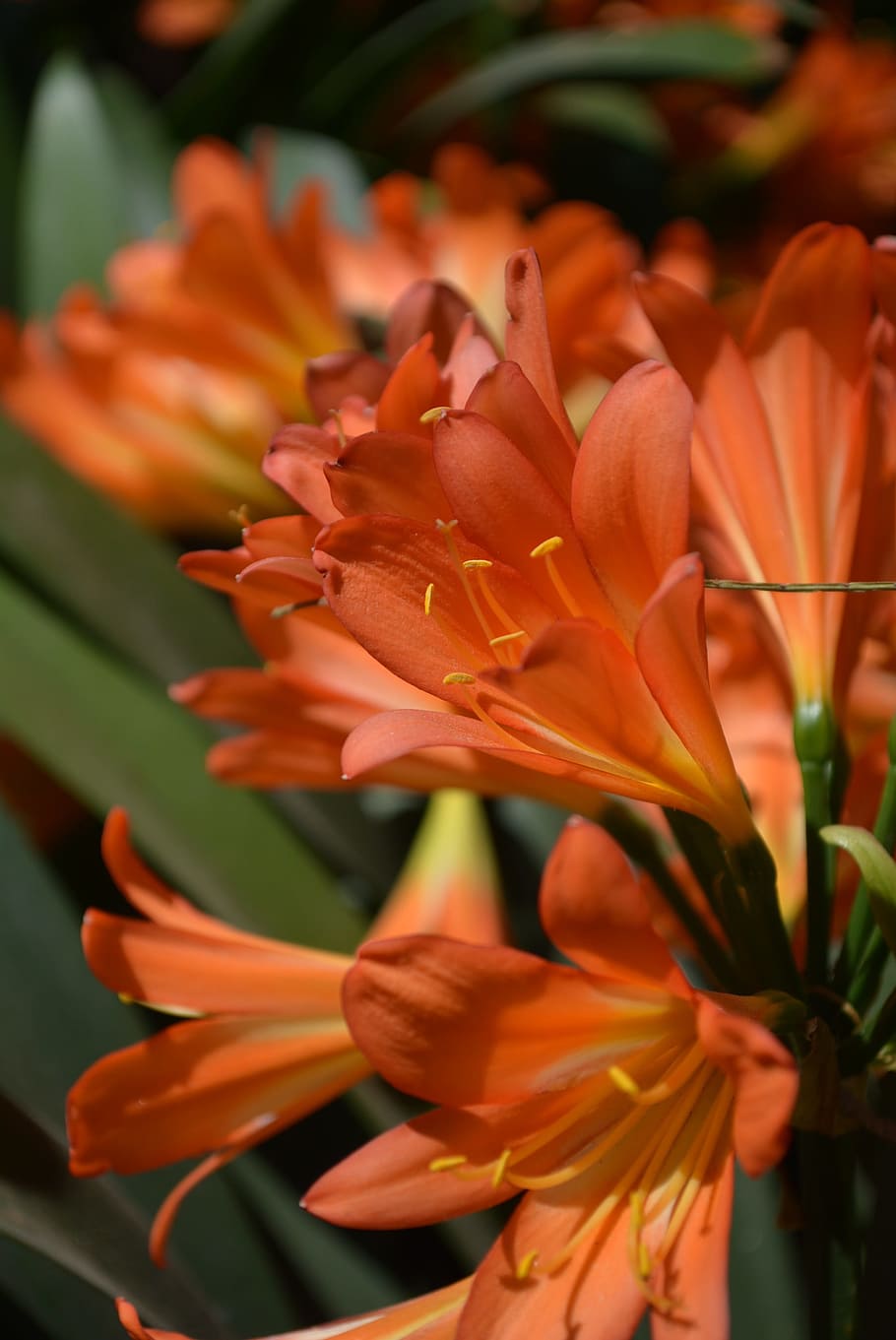 flower, orange flower, flowering plant, petal, beauty in nature HD wallpaper