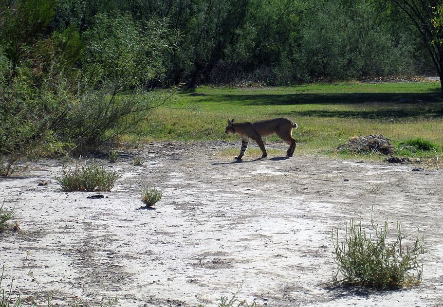 big bend, texas, landscape, bobcat, feline, wildlife, nature, HD wallpaper