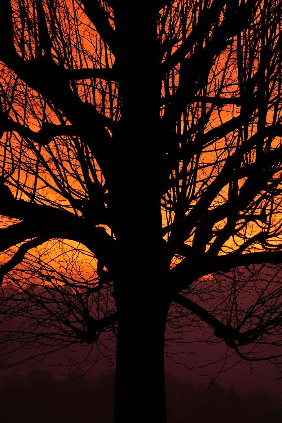 tribe, log, branches, sunset, tree, aesthetic, solitary tree HD wallpaper