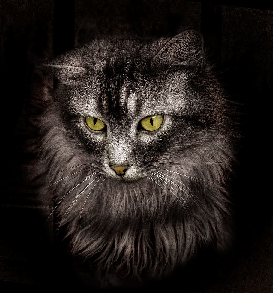 black short-fur cat, cats, black cat, animals, animal themes HD wallpaper