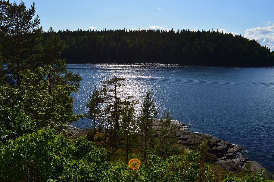 smooth surface, balaam, bay, tree, plant, forest, scenics - nature HD wallpaper