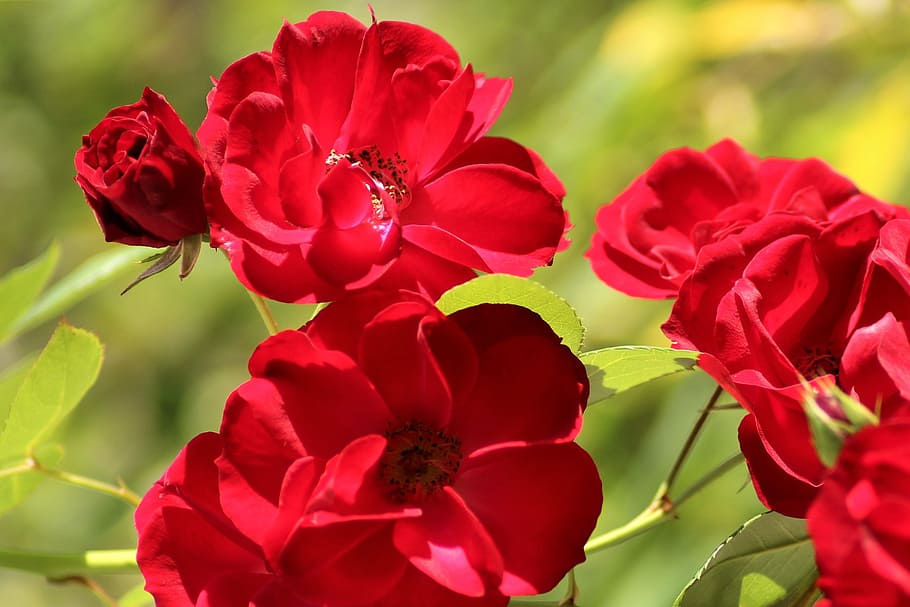 rose, flower, nature, flowers, pollen, red, rose blooms, summer HD wallpaper