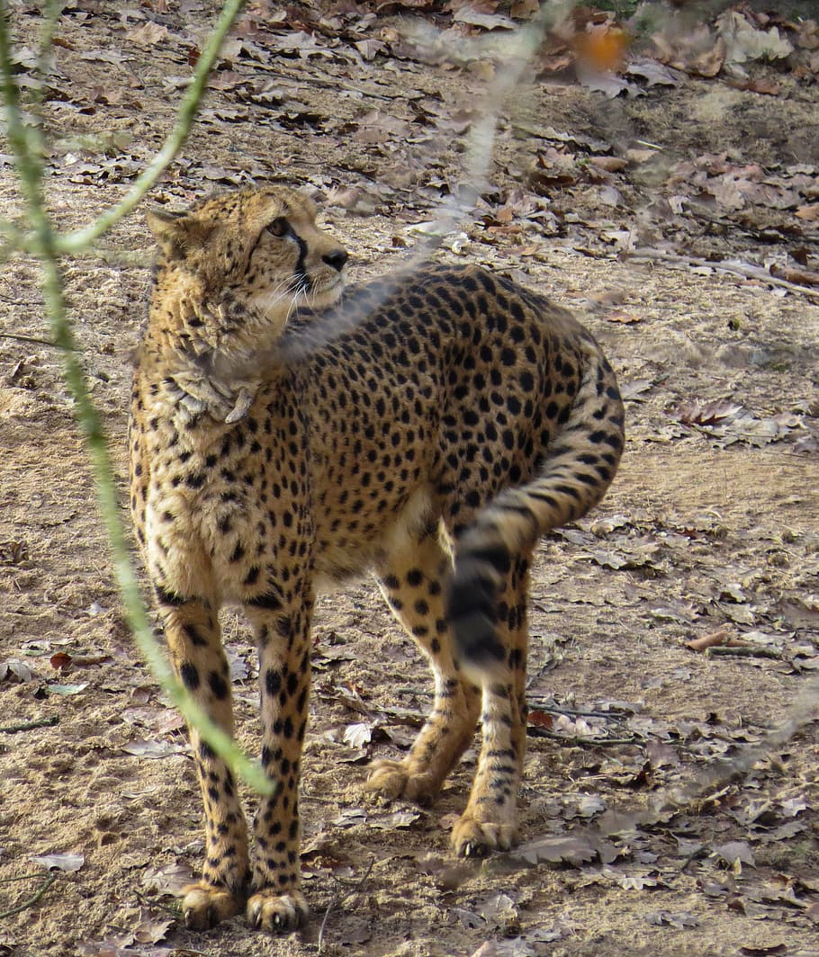 cheetah, animals, predator, cat, speed, animal themes, mammal HD wallpaper