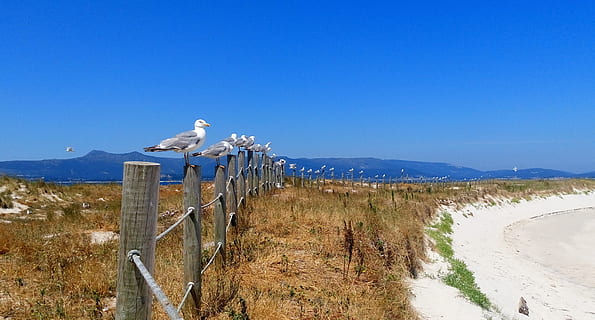 Seagulls, Beach, Fine, Sand, Arousa, fine sand, areoso, islet HD wallpaper