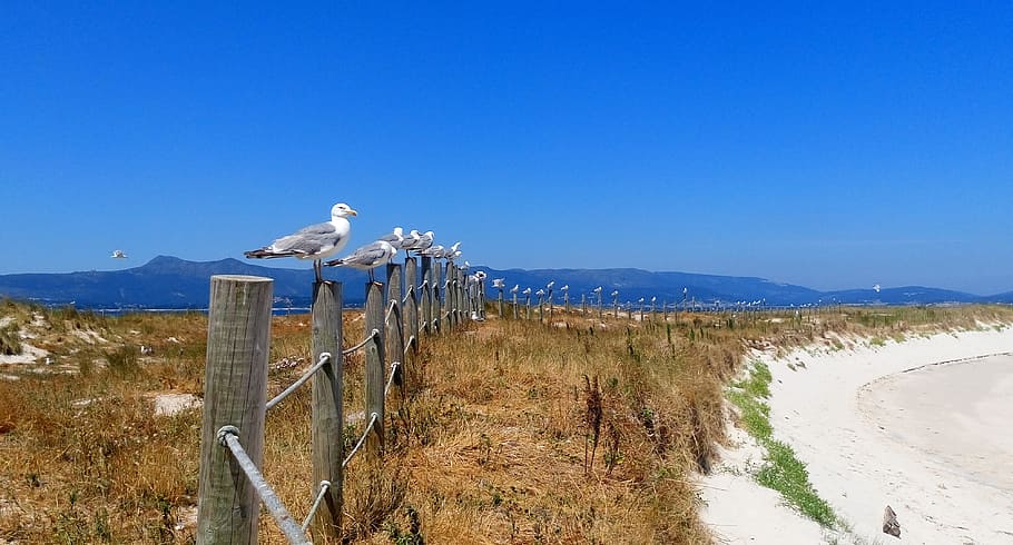 Seagulls, Beach, Fine, Sand, Arousa, fine sand, areoso, islet HD wallpaper