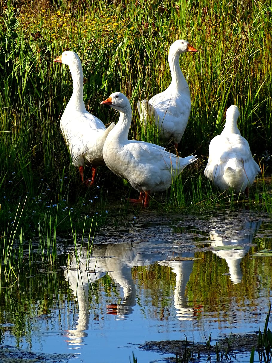 geese, birds, nature, water, animal themes, vertebrate, group of animals HD wallpaper