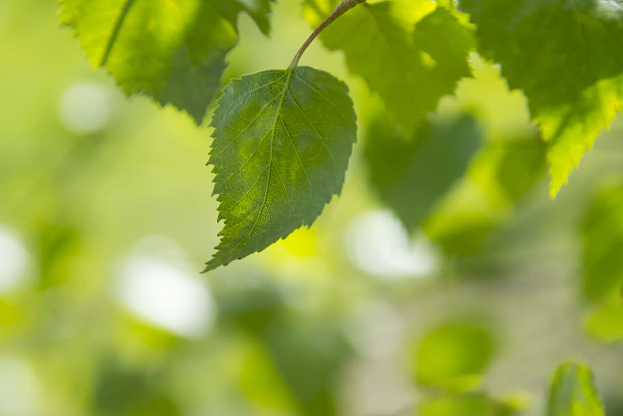 light, nature, summer, abstract, background, beautiful, blur HD wallpaper