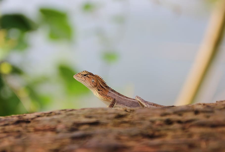 Lizard, Nature, Animals, one animal, reptile, animals in the wild HD wallpaper