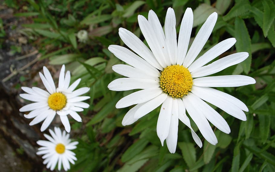 nature, flora, flower, summer, garden, flowering plant, freshness HD wallpaper