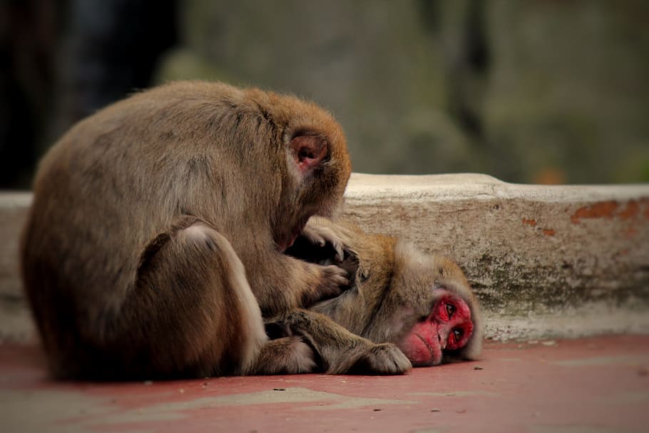 Monkey, Zoo, Wanted, Nature, Animal, animal world, macaque HD wallpaper