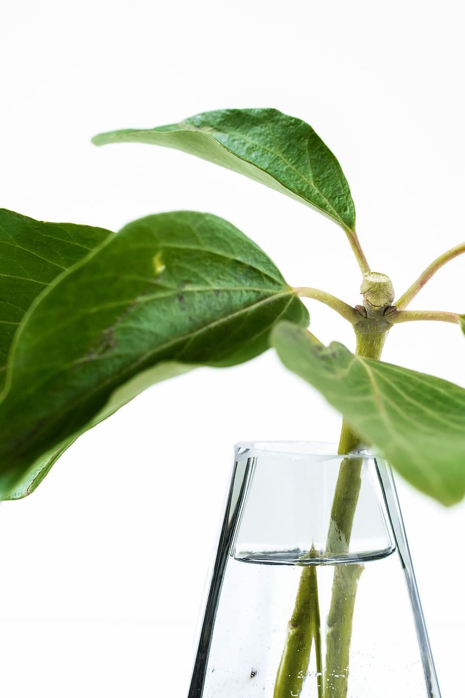 green leafed plant in glass vase, green leaf plant near clear glass bottle HD wallpaper