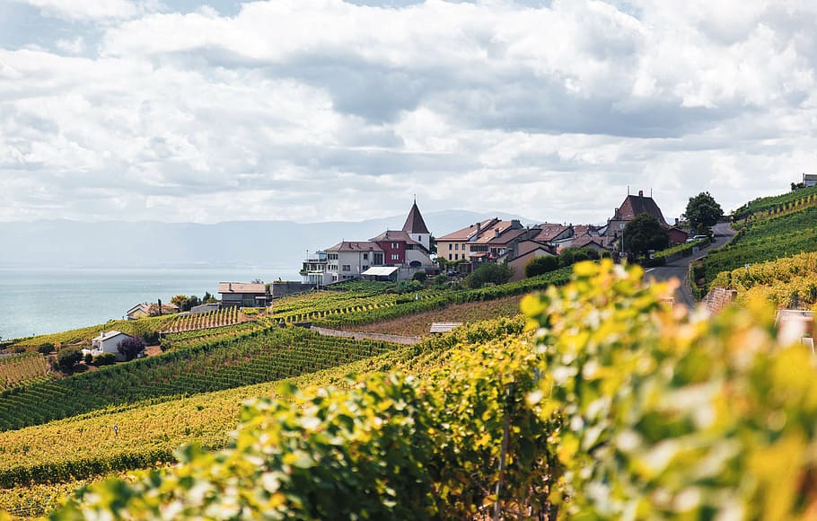 clouds, fields, houses, sky, village, vineyard, agriculture HD wallpaper